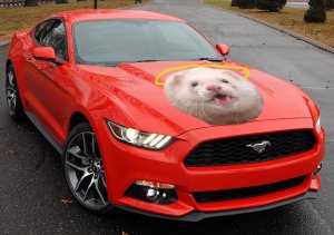 mustang_heavenferret.jpg?w=300&h=210