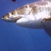 sharkcohen